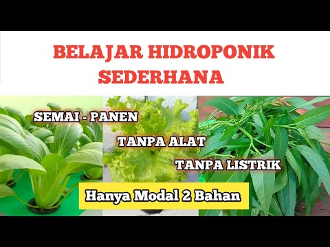 Tutorial Hidroponik Sederhana Lengkap dan Mudah Untuk Pemula  Simple Hydroponics at home