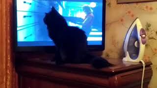 Кот смотрит фильм