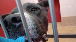 Oreo-black 1y A879594 Betsie-tanWhite 3y A880511 kennel 54 pod 2 HSSAZ shelter separated 20251112596