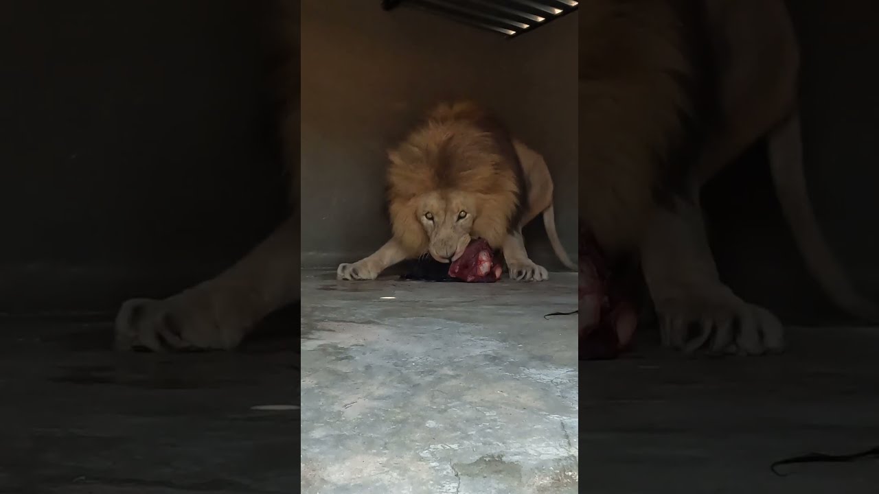 LION Guards Food