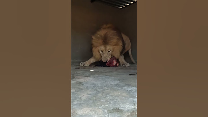 LION Guards Food