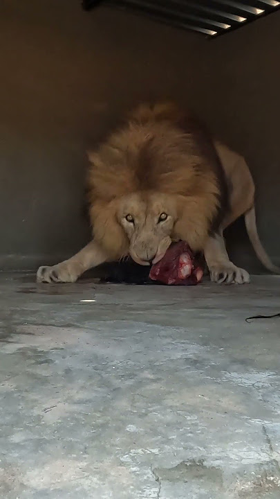 LION Guards Food
