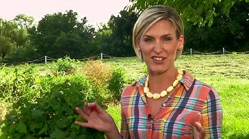 Raspberry Shortcake Plant