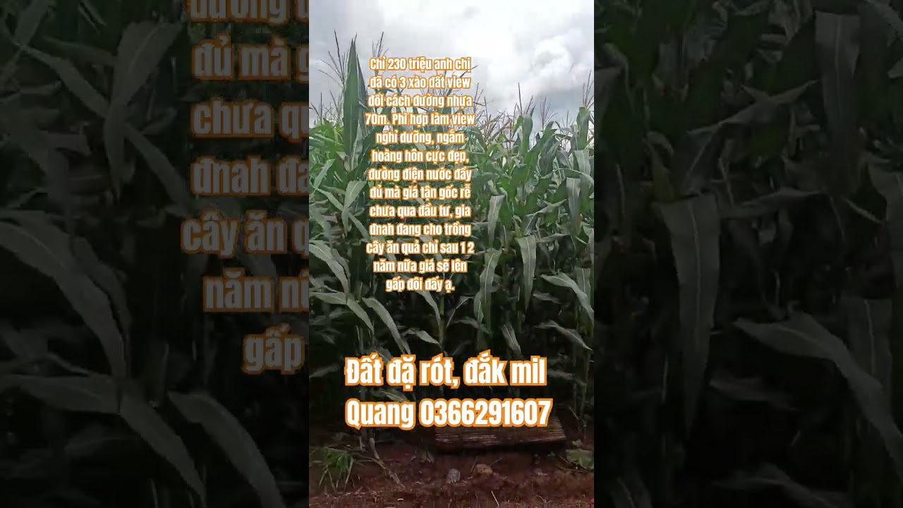 Đất đắk rót đắk mil giá rẻ nhất #batdongsan #datviewho #bds48