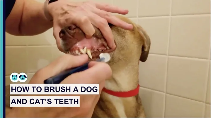 How to Brush Your Dog and Cat's Teeth | Pet Dental...