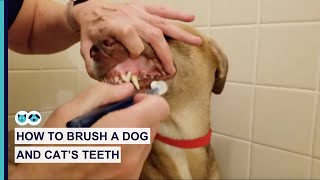 How to Brush Your Dog and Cat's Teeth | Pet Dental Care Series