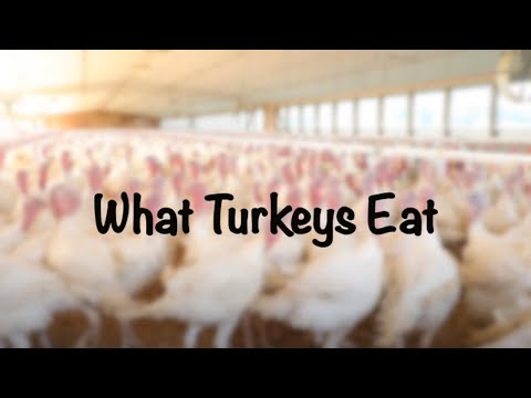 Video: How To Feed Turkeys