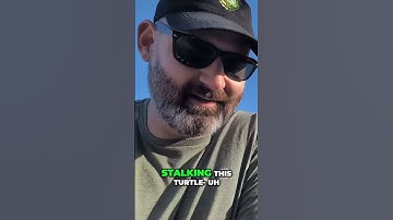 We NEED to Protect Our Box Turtles