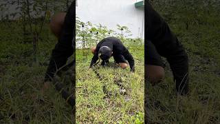 Sugrim Was Shocked To See Buncul Holding A Snake Immediately Ran Away shortsfeed short f