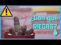 💧 [Lluvia, Destilada, del Grifo...] Tipos de AGUA para riego | Capítulo 1🌱