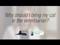 Why should i bring my cat to the veterinarian