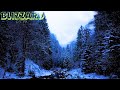 Whispers of Winter - Serene Snowfall in the Quiet Woods