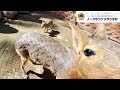 生後10日のマーラを優しく見守るだけの動画