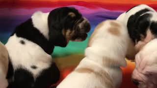 Learning to Play by BassetBottomBassets European Basset Hound Puppies 206 views 3 years ago 1 minute, 56 seconds