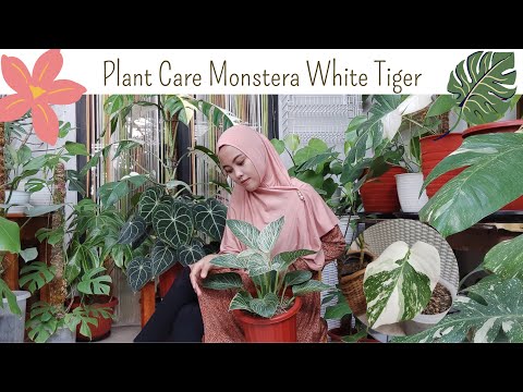 Video: Monstera (53 Foto): Seperti Apa Bunga, Bunga Dan Daunnya? Fitur Perawatan Dan Transplantasi Di Rumah? Apakah Monstera Beracun Atau Tidak?