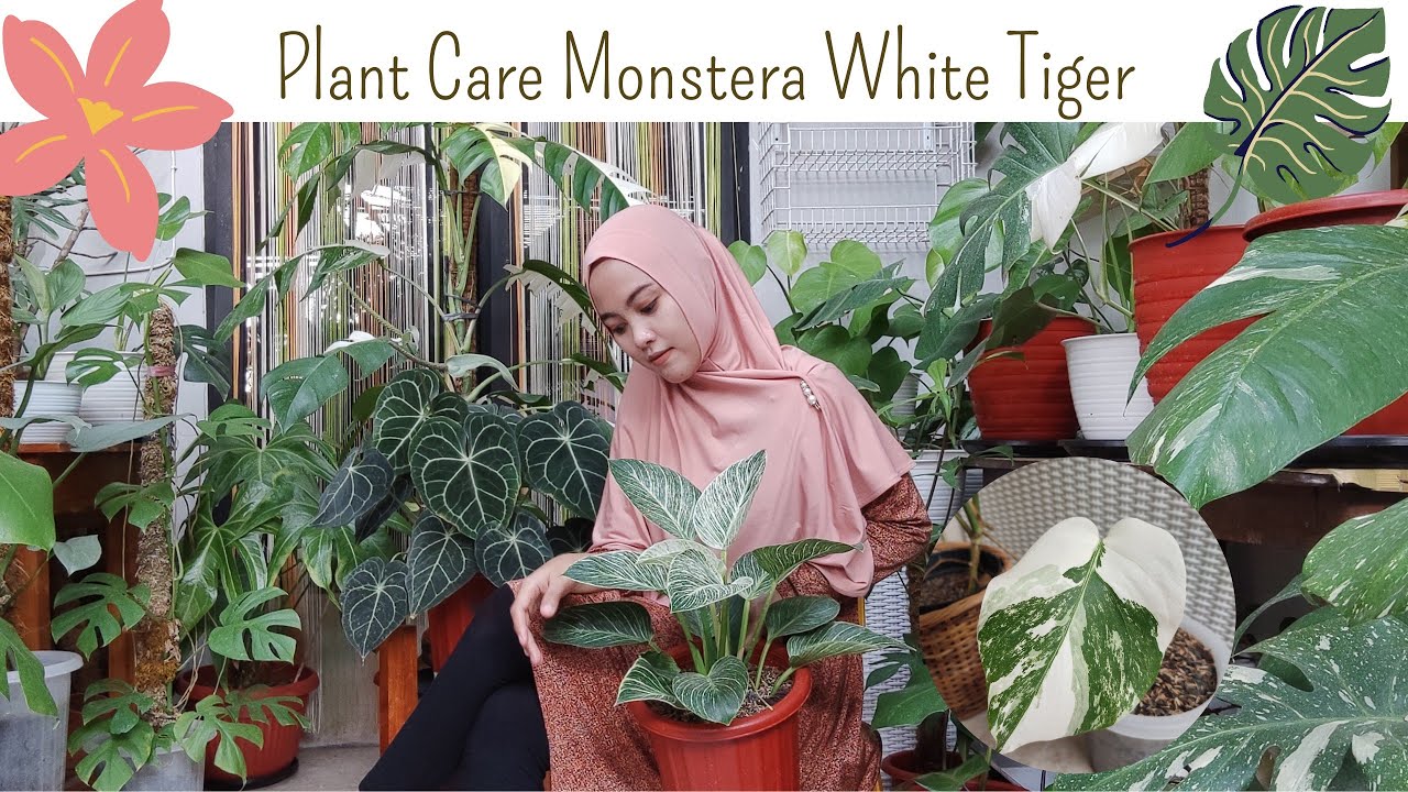 monstera deliciosa 2m Monstera Deliciosa main image 1