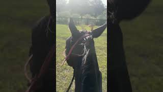 Riding with Several Galloping Horses, Part II