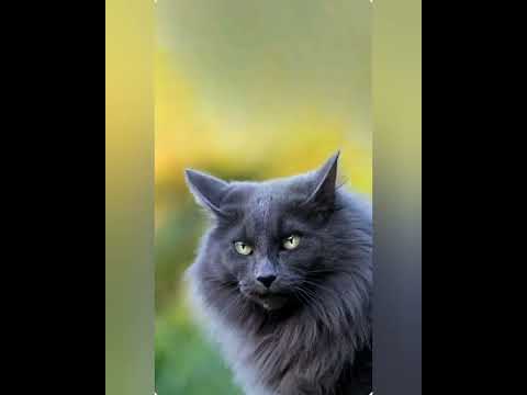 Обои с котиками ( часть 3 ) - YouTube
