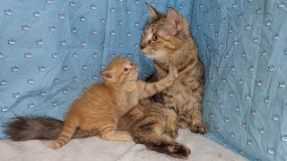 Tiny Kitten wants to Play but Mother Cat is Licking the Cute Kittens | Rescued Kittens
