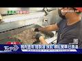 豬肉堡用「陸製油」挨批 網紅餐車:已換油｜TVBS新聞 @TVBSNEWS01