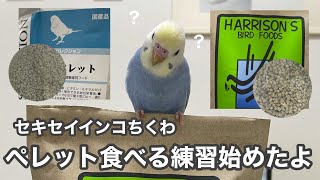 #11 ペレットデビューしたセキセイインコのちくわ(生後50日頃) Budgerigar Chikuwa that made its pellet debut