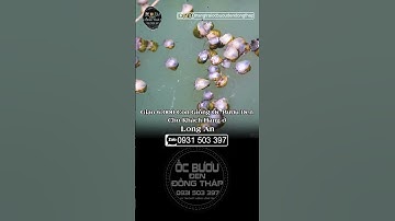 Giao 3.000 con cho khách ở Long An ốc bươu đen | ốc giống | ốc lác | ốc bươu đồng tháp