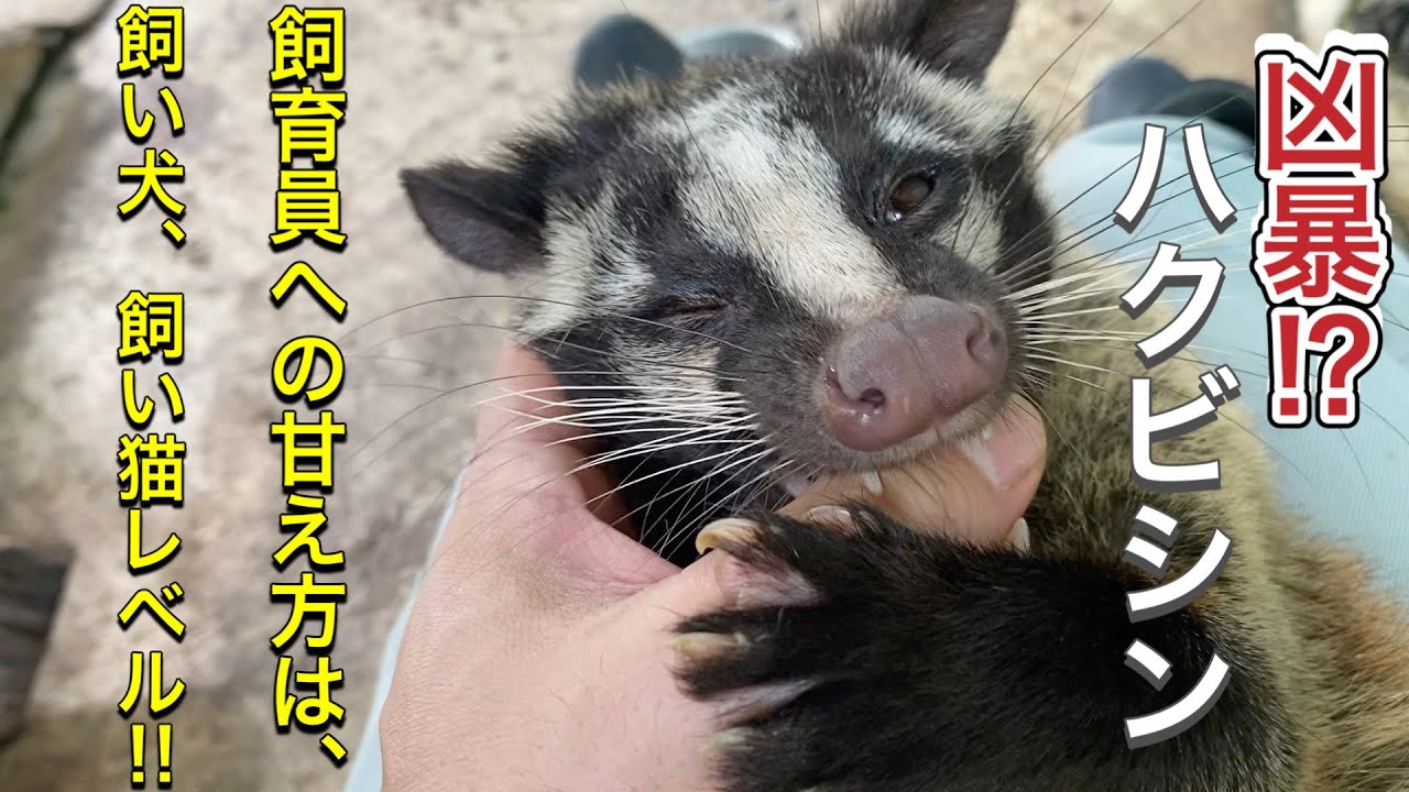 凶暴とされるハクビシンも飼育員への甘え方は飼い犬、飼い猫レベルにデレデレです♫