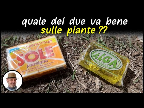 Video: Sapone Verde: Istruzioni Per L'uso Contro I Parassiti Per Piante Da Giardino E Da Interno. A Cosa Serve E Come Si Diluisce? Composto