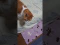 15歳、スコテッシュのぽん太。ご飯の合図。＃高齢ねこ