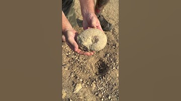 Digging up a Nautilus Fossil - August 2023