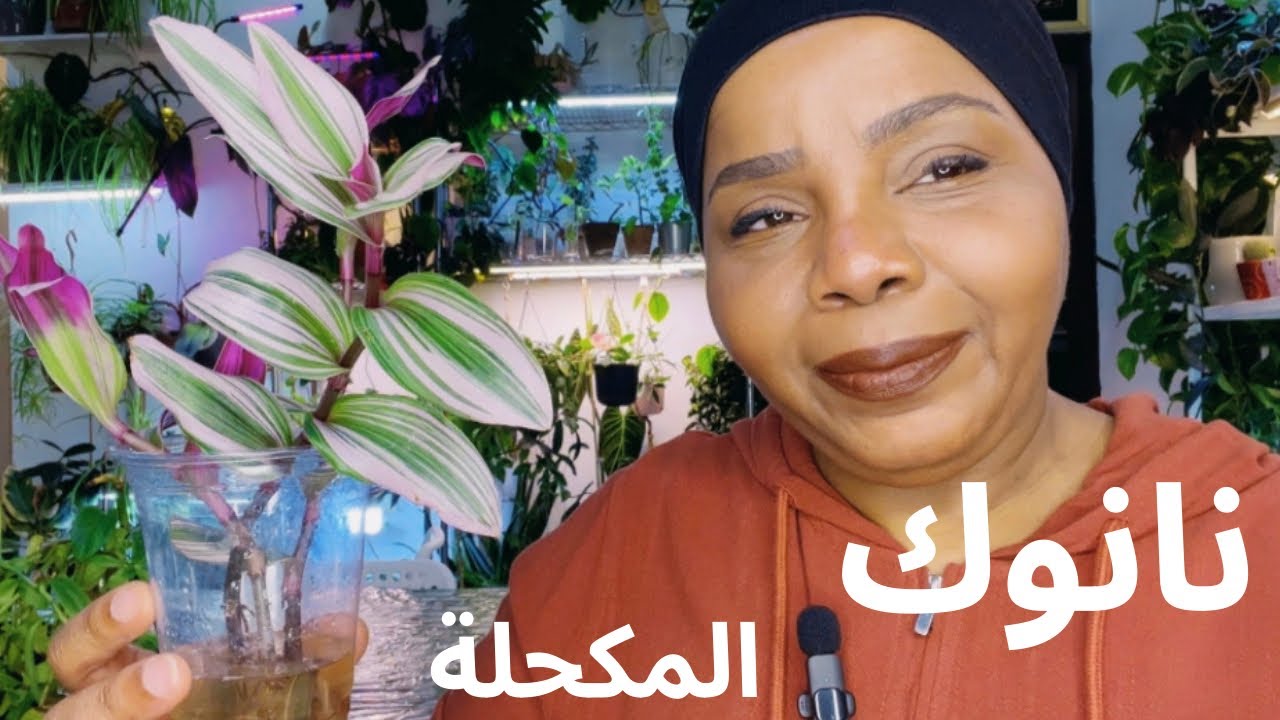 نبات المكحلة نوع النانوك اسهل نبات في التجذير