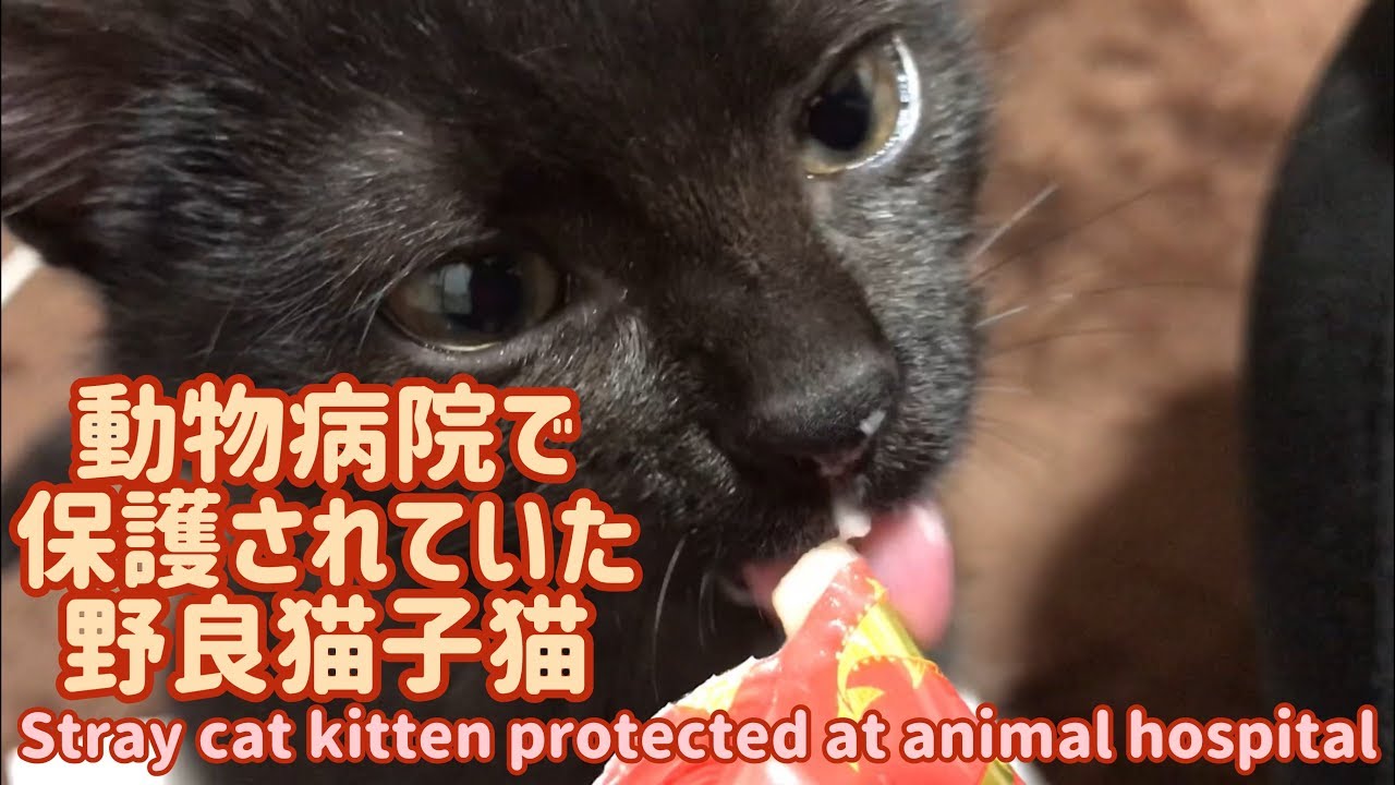 Youtube新チャンネル開設しましたん 黒猫のネコタとシャム猫に