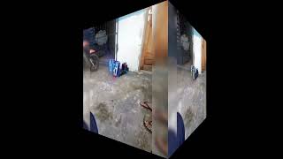 dj pedrinho mini caminhao cala boca puta truk trasfomes 2023