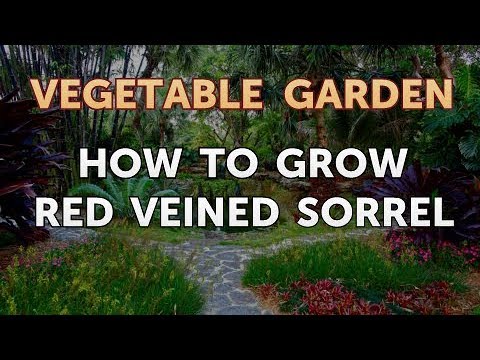 Vídeo: Growing Red Veined Sorrel - Como cultivar uma planta de doca sangrenta