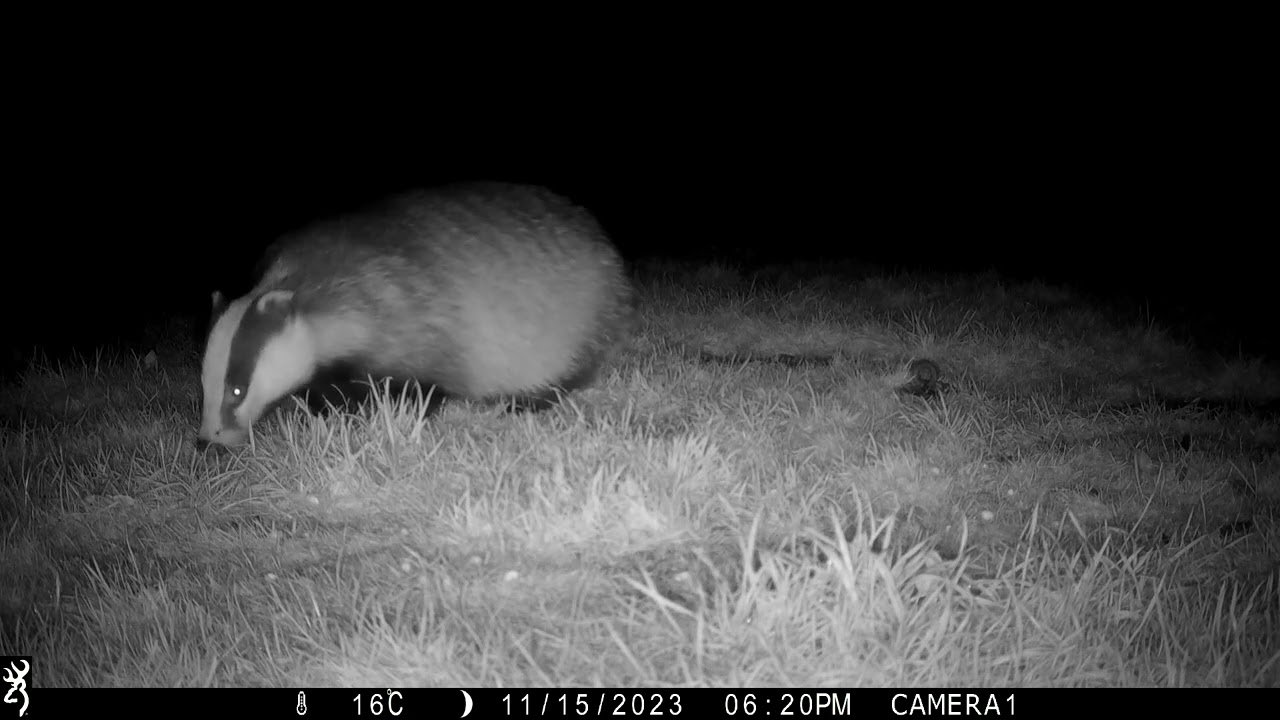 15th November 2023 One fat badger