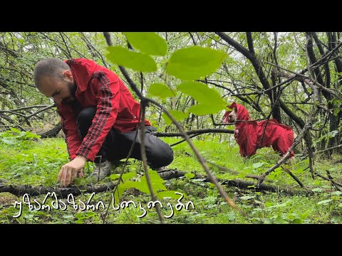 ნადირობა სოკოზე - ტურების ხროვის მოგერიება (ტყის სახლში დავბრუნდი)