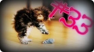 Приколы с животными №33 Котенок испугался Смешные животные Animal videos Приколы с животными №33 Котенок испугался Смешные животные Animal videos