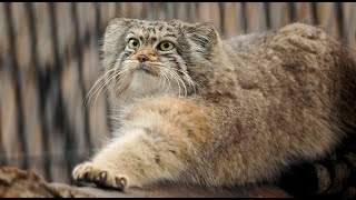 Eve is the most beautiful Pallas's cat