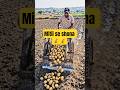मिट्टी से निकाला किसान का 'सोना'! 🌾🔥 | Automatic Crop Harvester Jugaad | #desijugaad #farminghacks