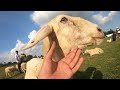 Đồi cừu Suối Nghệ - Nơi những tấm hình sống sảo siều chất