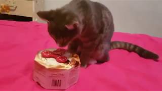 Cats play with spinner