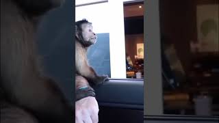 Monkey goes to Starbucks #monkey #starbucks #friends #shorts