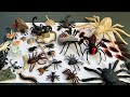 Learn The Names of Insects.Robotic Crawling Spider and Cockroach from Zuru Robo Alive.