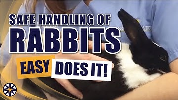 Safe Handling of Rabbits