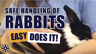 Safe Handling of Rabbits