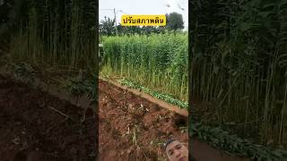 ปรับสภาพดิน #ปรับสภาพดิน #รถไถ #tractor #viral #youtubeshorts #farming #shortvideo #shorts