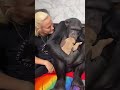 A reação de um chimpanzé ao conhecer um filhote pela primeira vez!!!