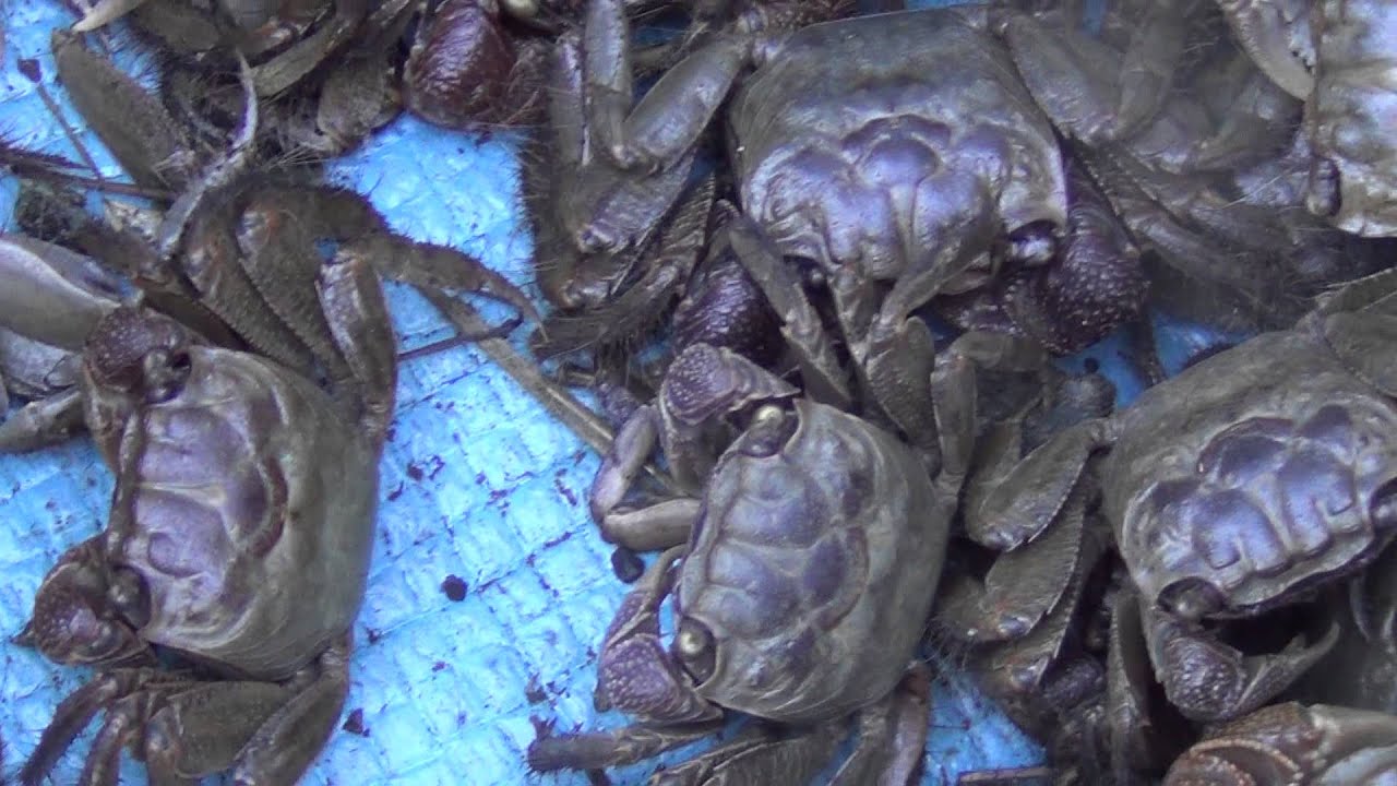 自分で捕ったカニを石鯛釣りのエサに こうすればエサ代はただ 底物釣りコストダウン紹介 和歌山釣太郎 Youtube 自分で捕ったカニを石鯛釣りのエサに こうすればエサ代はただ 底物釣りコストダウン紹介 和歌山釣太郎 Youtube