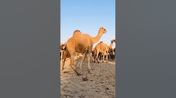 Camel standing at the farm #shorts