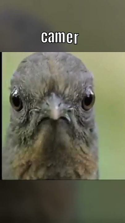 Lyre bird: Peak of mimicking